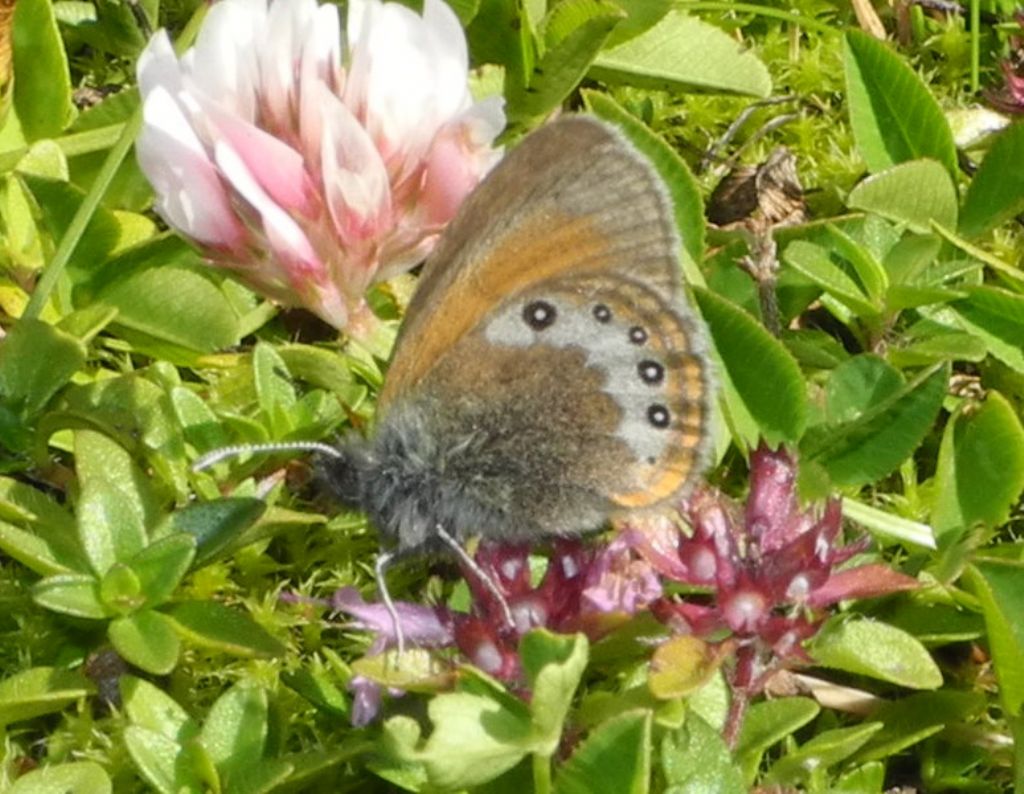 Coenonympha dolomitica